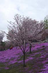 滝上芝桜