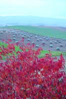 �i�i�J�}�h�ƃj�I