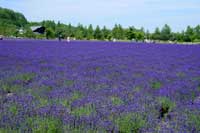 �t�@�[���x�c�̃��x���_�[